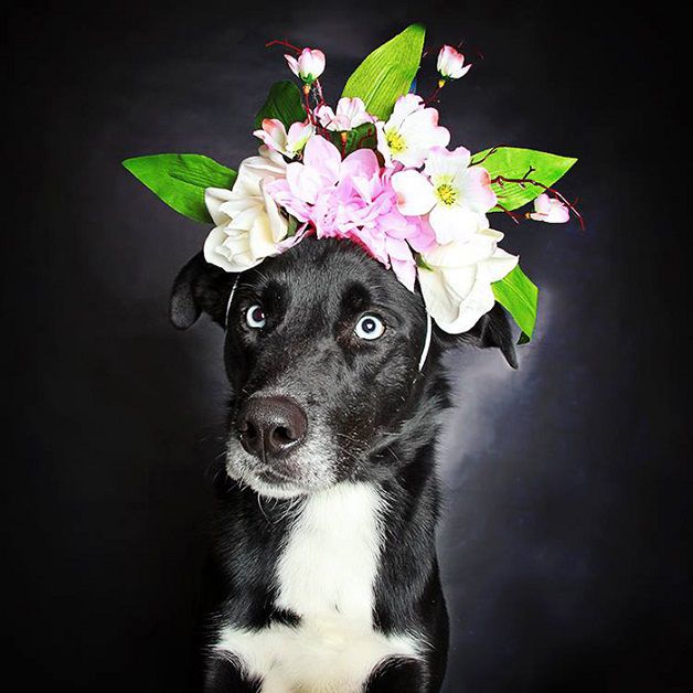 perros negros flores adopcion (8)