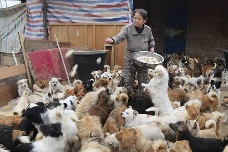 Wang Yanfang santuario perros china (1)