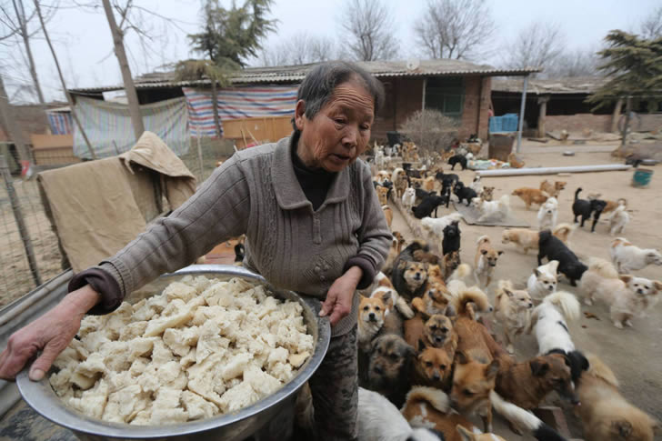 Wang Yanfang santuario perros china (2)