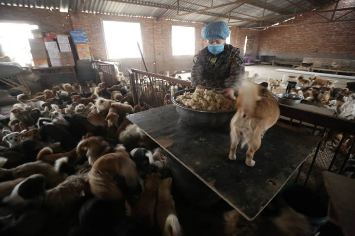 Wang Yanfang santuario perros china (3)