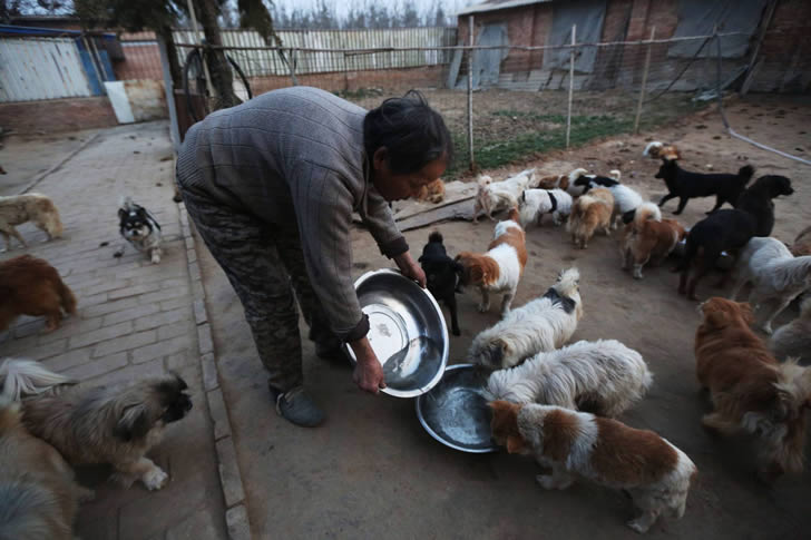 Wang Yanfang santuario perros china (4)