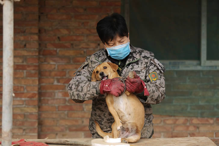 Wang Yanfang santuario perros china (5)