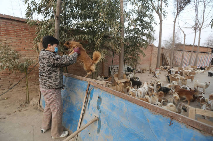 Wang Yanfang santuario perros china (6)