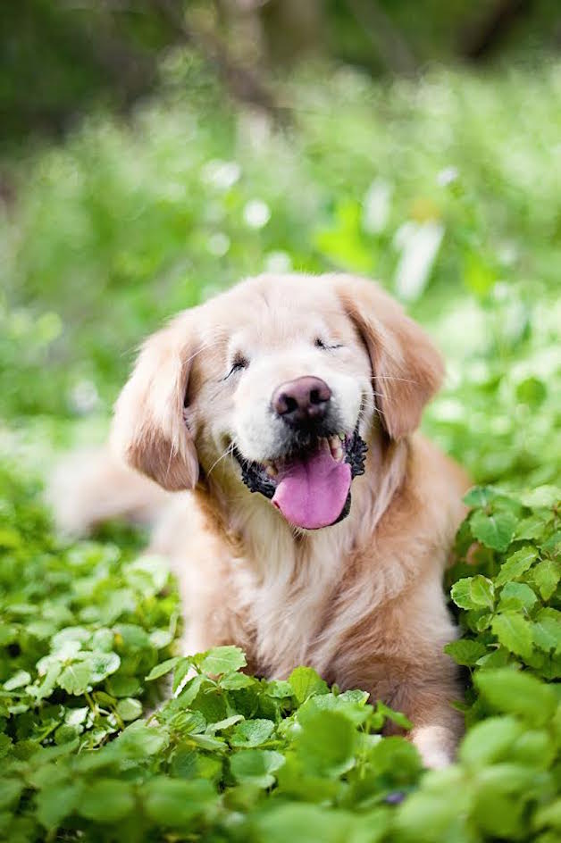smiley perro ciego (1)