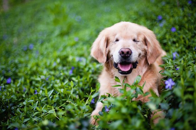 smiley perro ciego (3)