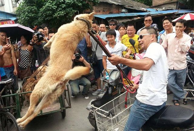 carne de perro en china (1)