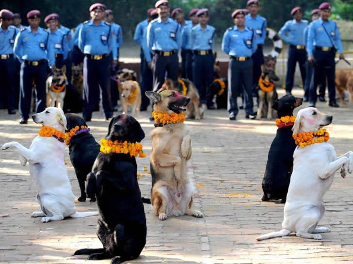 festival perros nepal (1)