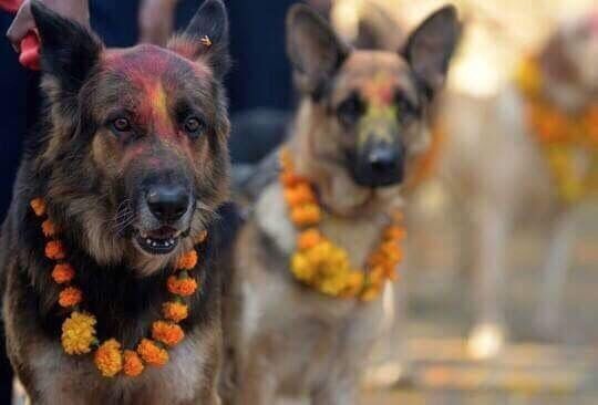 festival perros nepal (2)