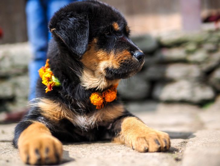festival perros nepal (3)