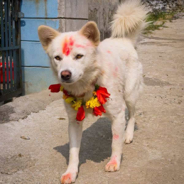 festival perros nepal (7)