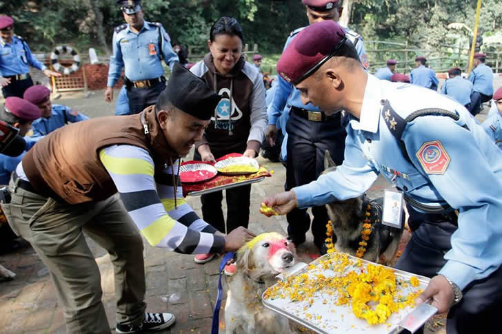 festival perros nepal (8)