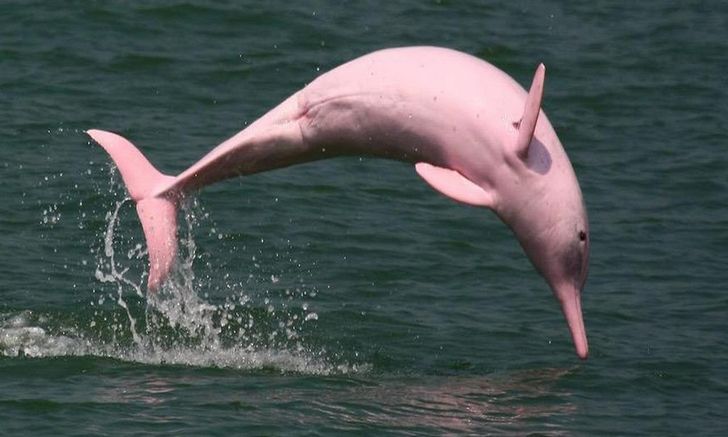 Pinky delfin (2)