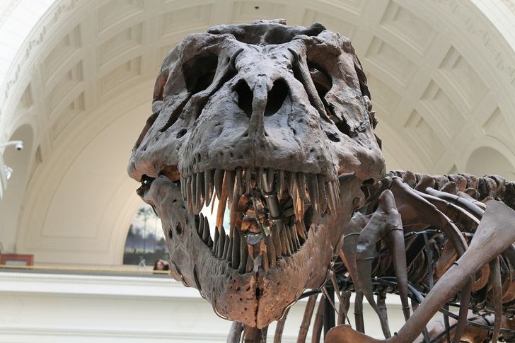 tyrannosaurus fosiles