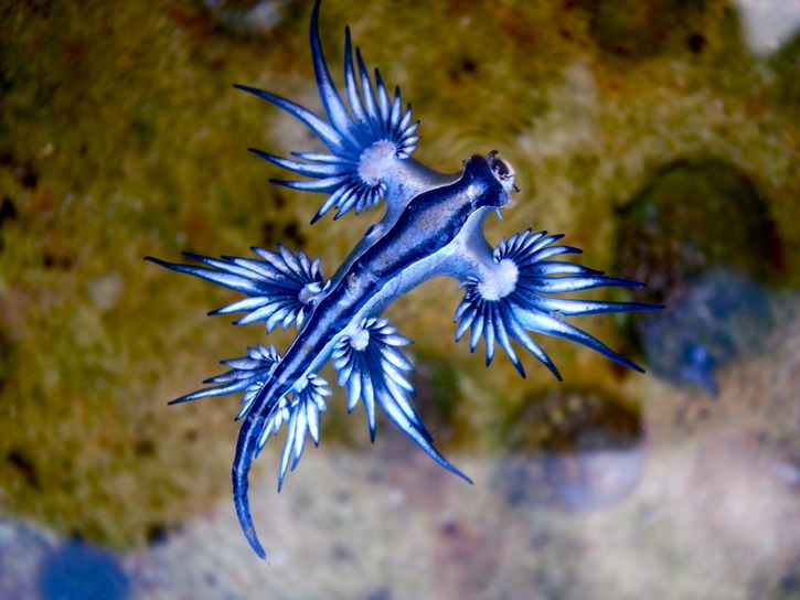 Glaucus atlanticus dragon azul