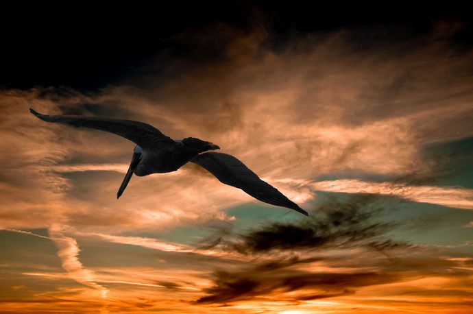 pelicano libertad