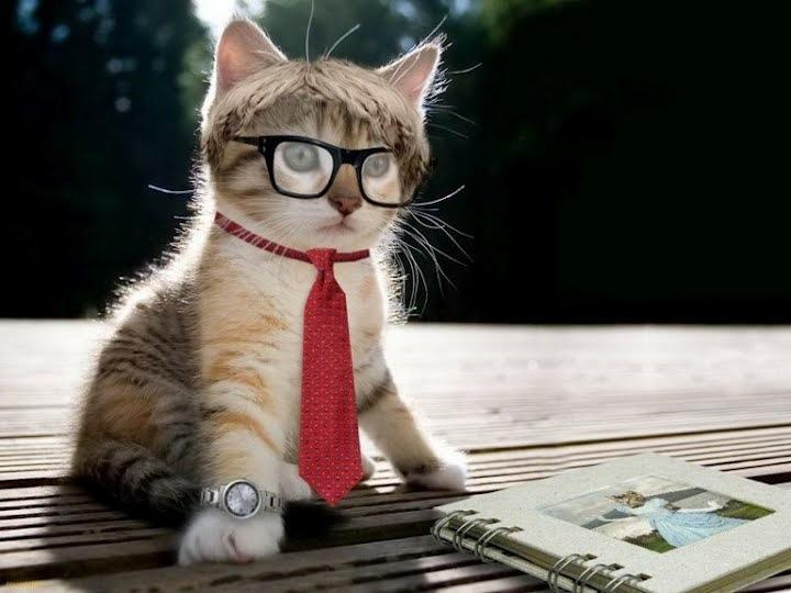gato intelectual
