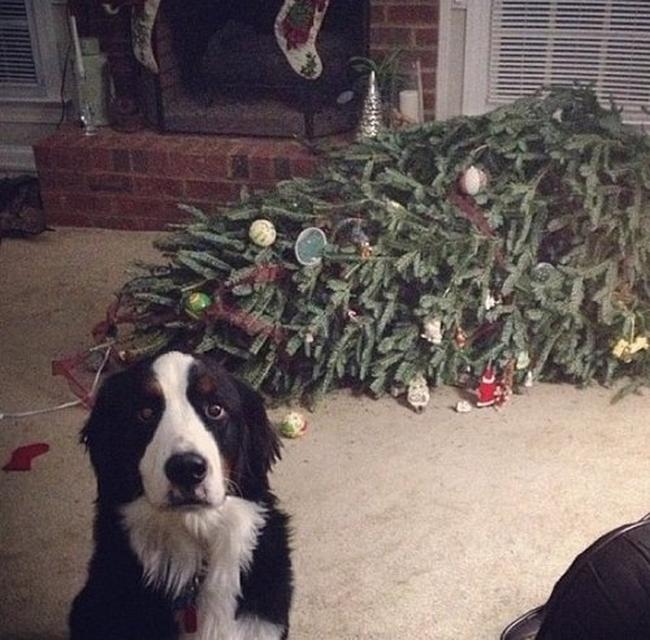 perros vs navidad (3)