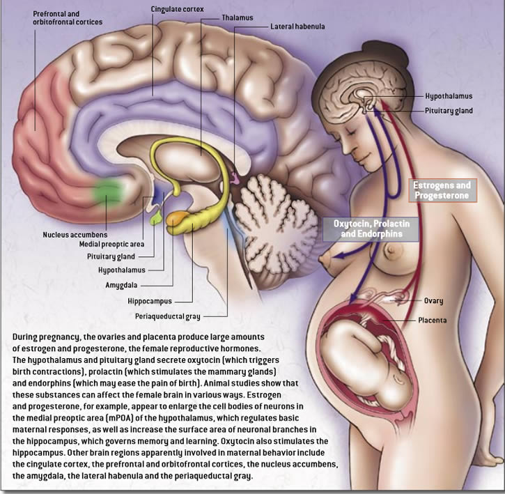 embarazo y cerebro ilustracion
