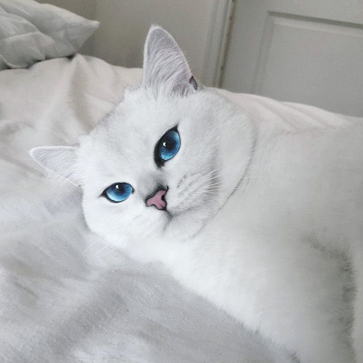 coby gato ojos azules (12)