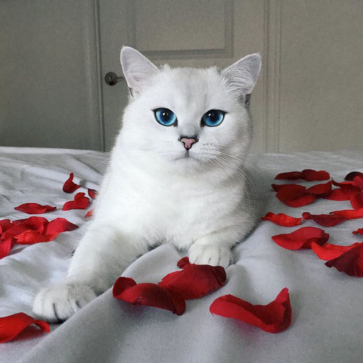 coby gato ojos azules (13)