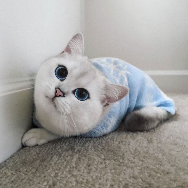 coby gato ojos azules (14)