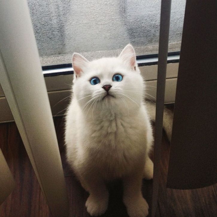 coby gato ojos azules (15)