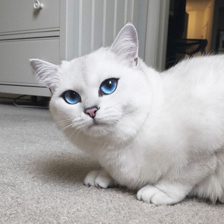 coby gato ojos azules (16)