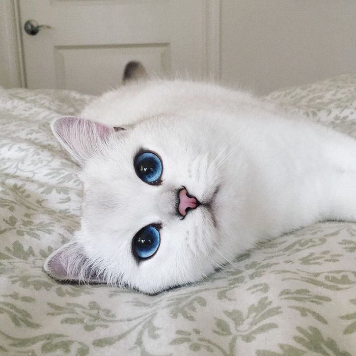 coby gato ojos azules (17)