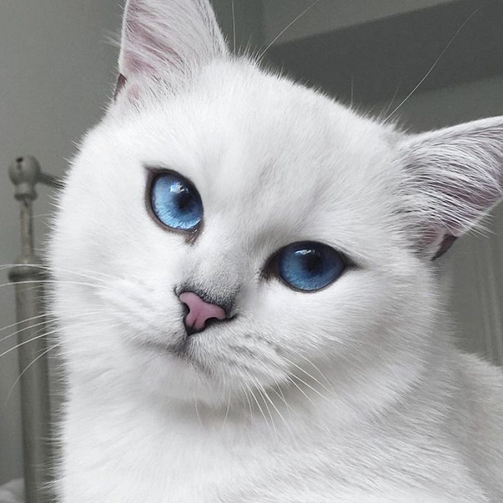 coby gato ojos azules (3)