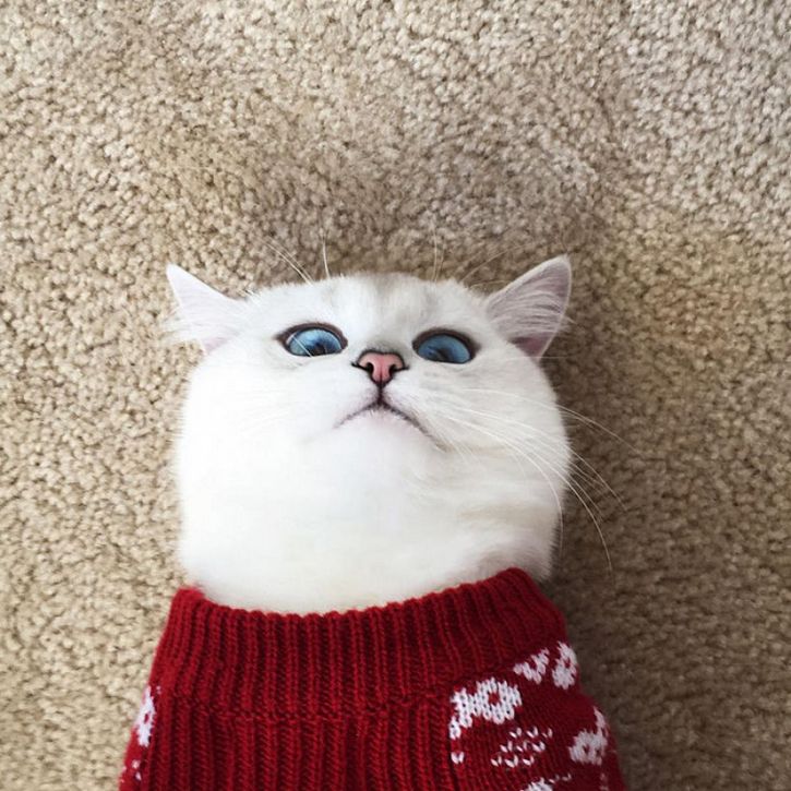 coby gato ojos azules (5)