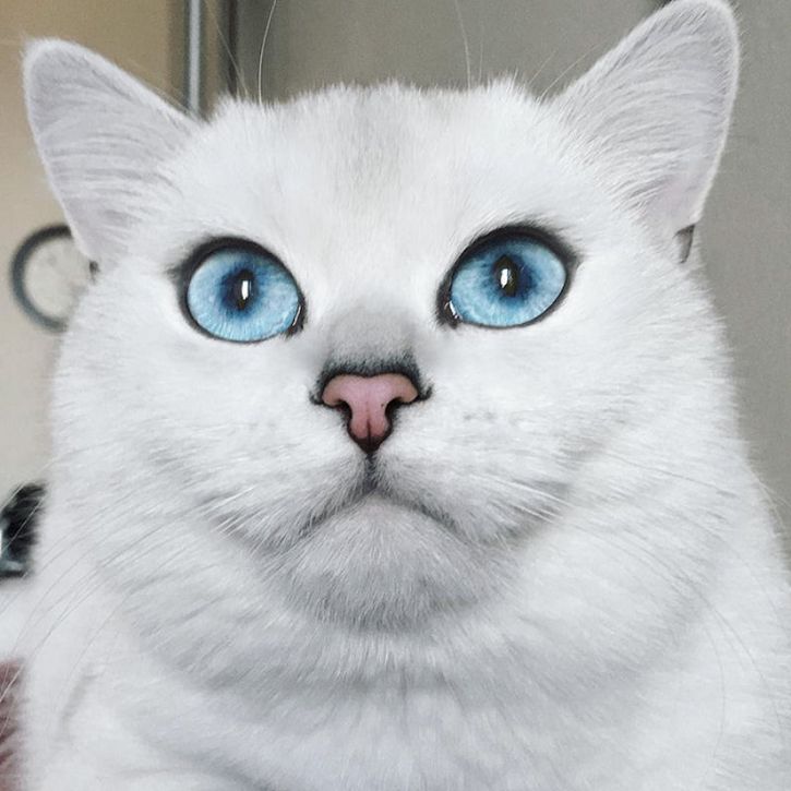 coby gato ojos azules (6)