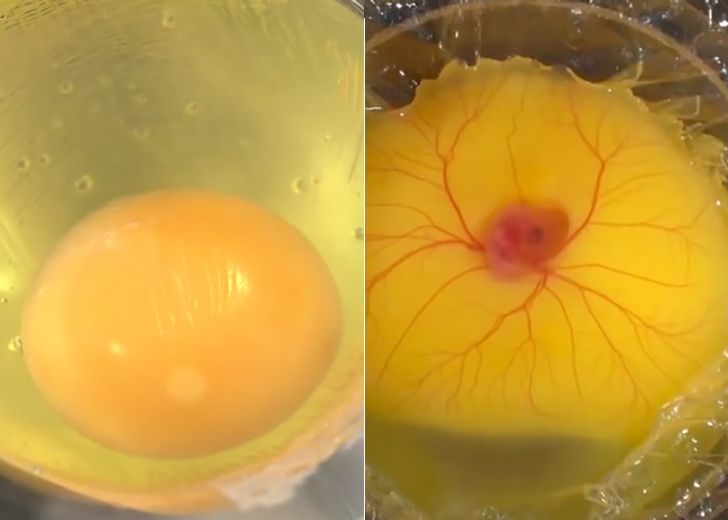 eclosion huevo fuera de cascaron antes despues