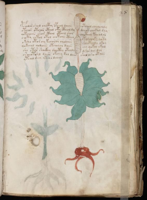 paginas del Manuscrito Voynich (1)