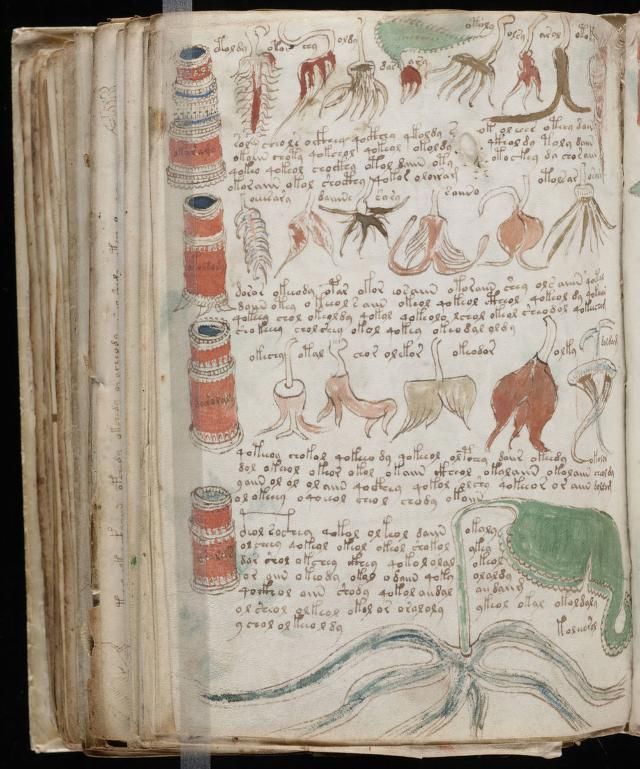 paginas del Manuscrito Voynich (11)