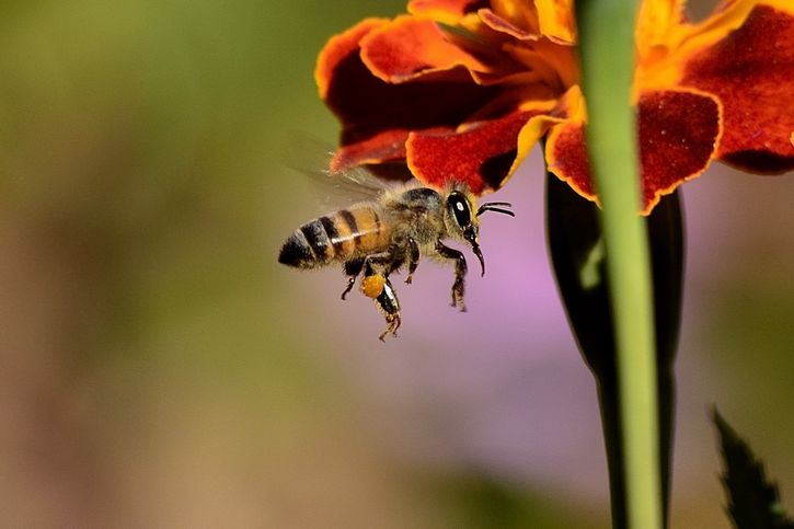 abeja cerca de una flor