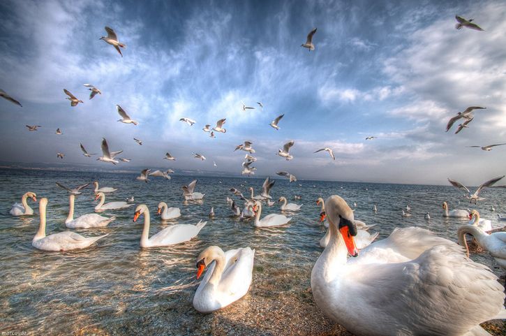 cisnes en una playa HDR