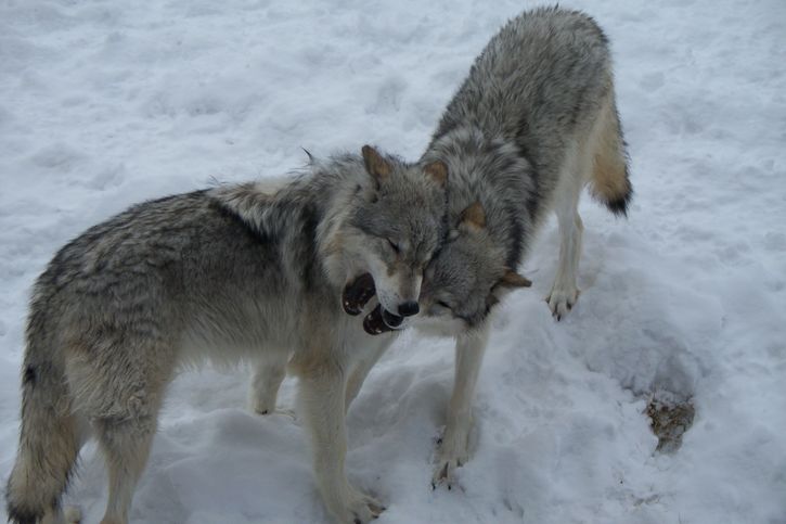 dos lobos jugando