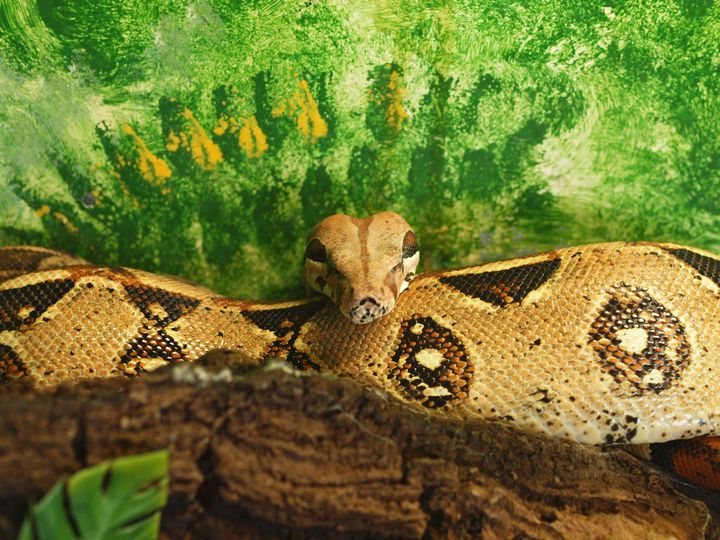 serpiente fondo verde
