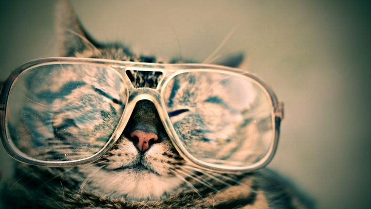 gato feliz con lentes
