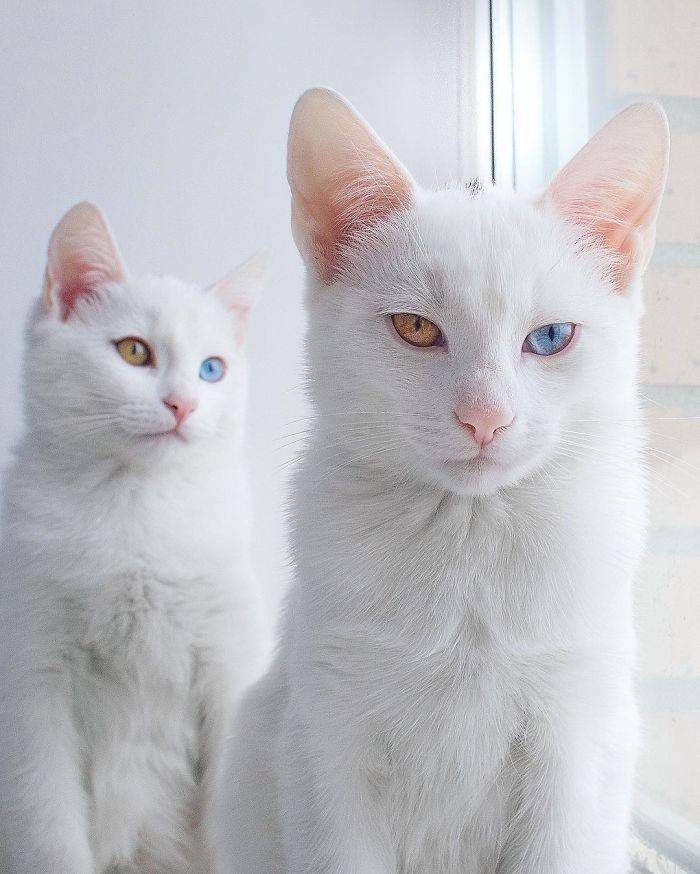 gatos blancos ojos dos colores (1)