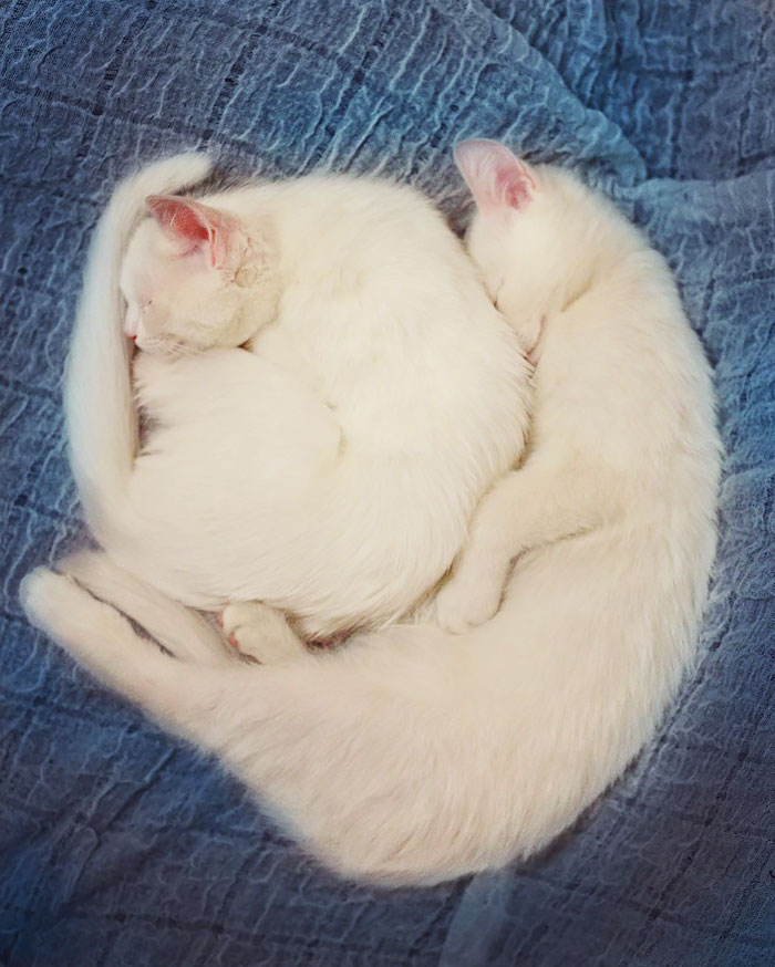 gatos blancos ojos dos colores (11)