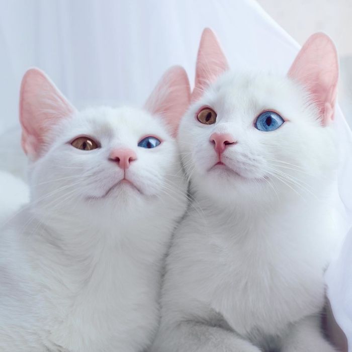 gatos blancos ojos dos colores (2)