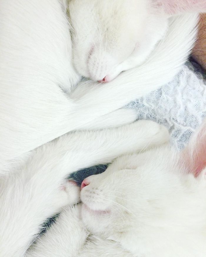 gatos blancos ojos dos colores (4)