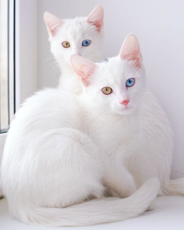 gatos blancos ojos dos colores (5)
