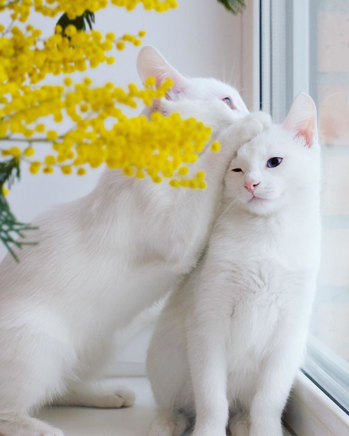 gatos blancos ojos dos colores (6)
