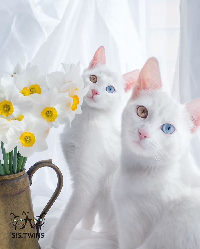 gatos blancos ojos dos colores (7)