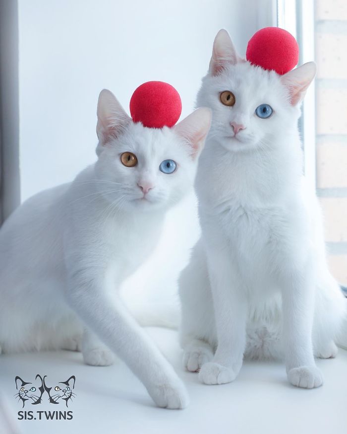gatos blancos ojos dos colores (8)