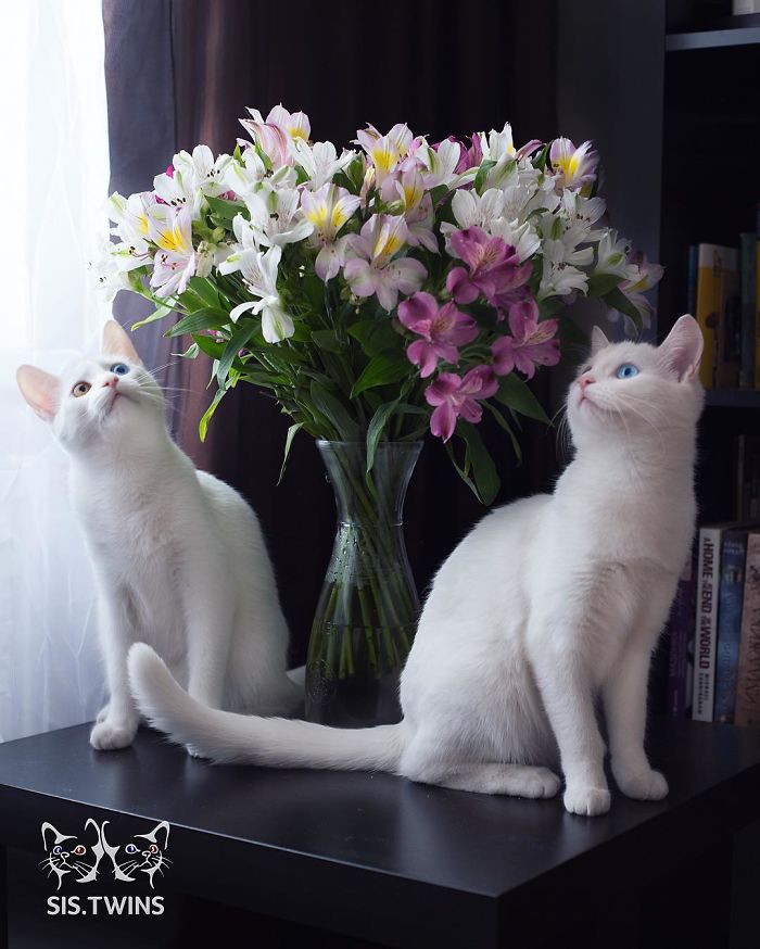 gatos blancos ojos dos colores (9)