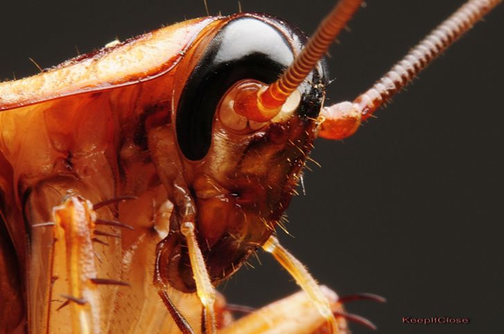 cucaracha-zoom