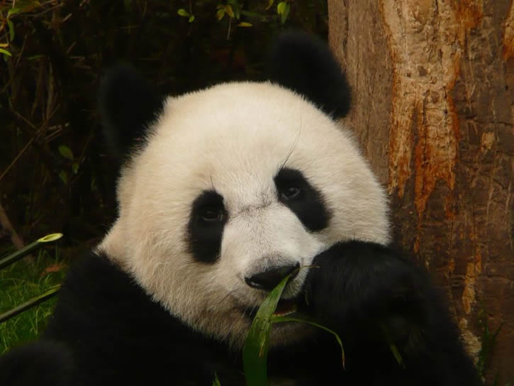 oso-panda-comiendo
